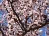 nika_ocvirk_9-razred_oc5a1kajetana_kovic48da_poljc48dane_mentor_miran_voglar